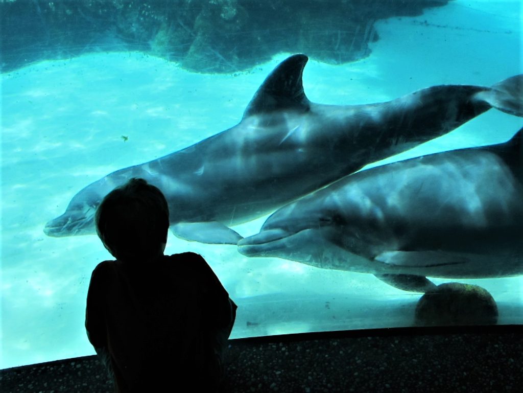 Sea World Orlando underwater dolphin viewing area