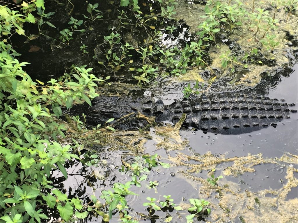 An Alligator in the water, partially obscured, at Sawgrass Lake Park, FL
