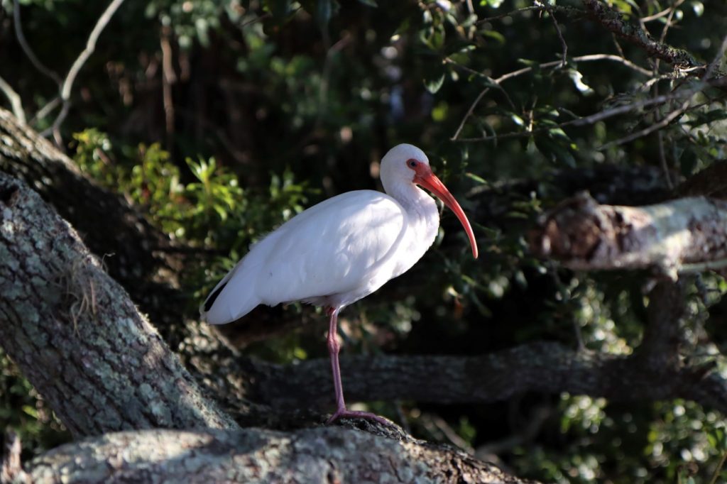 Birds at Largo Nature Preserve, FL
