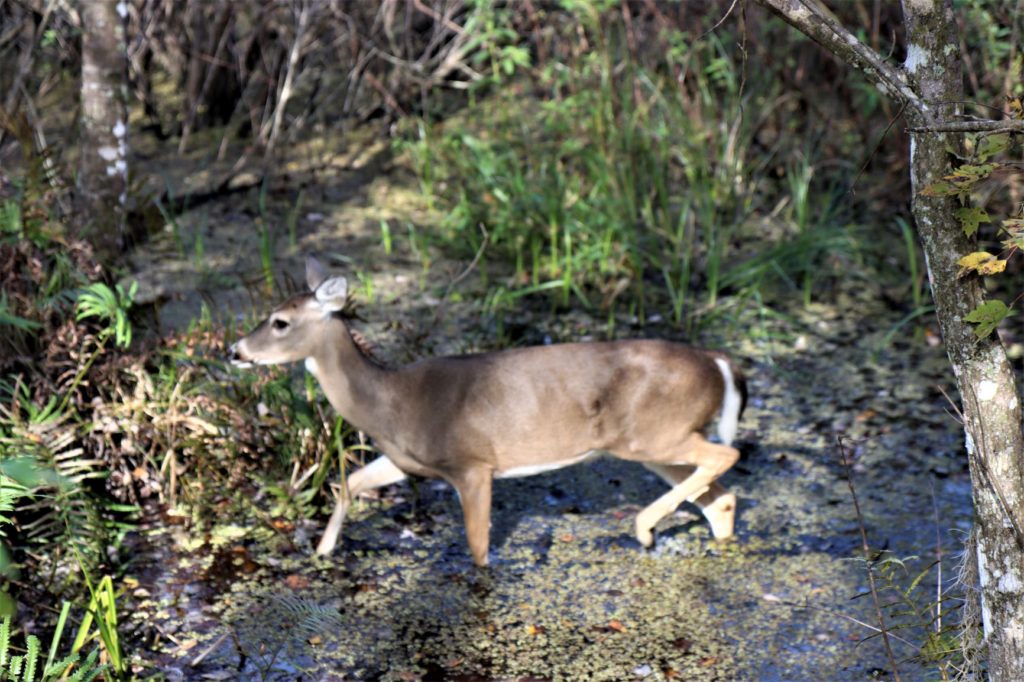 Deer at Brooker Creek Nature Preserve, FL