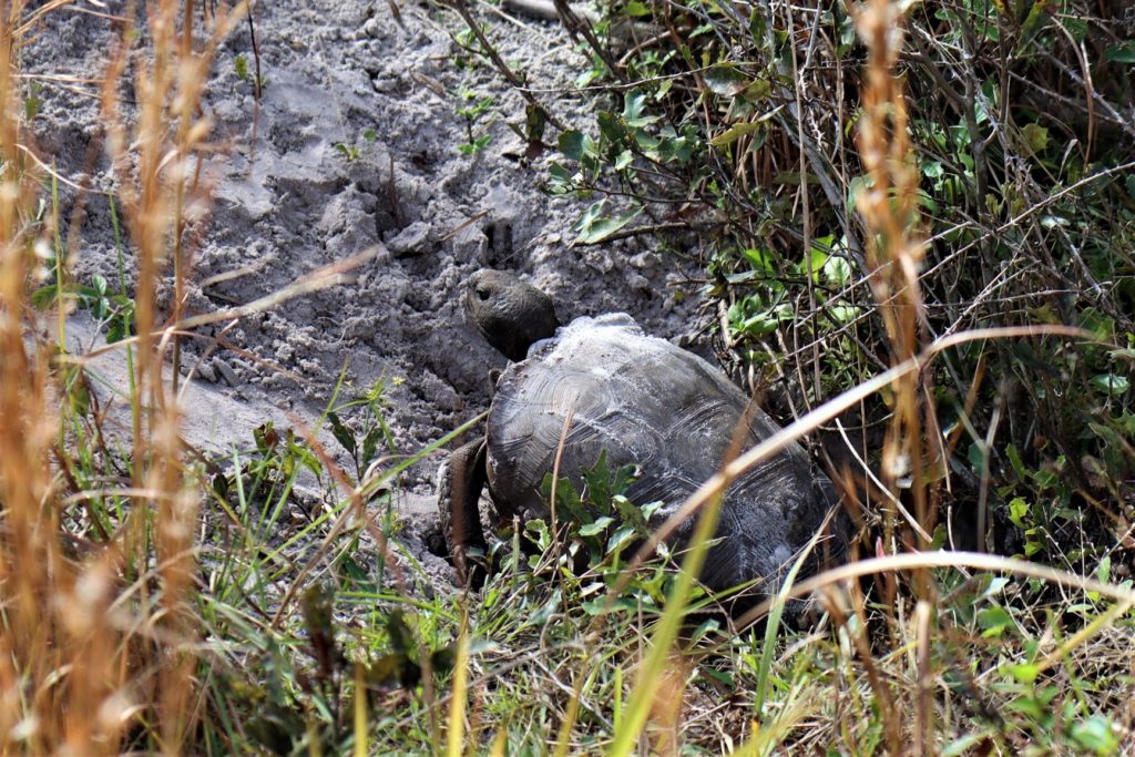 the "threatened" gopher tortoise at Brooker Creek Nature Preserve, FL