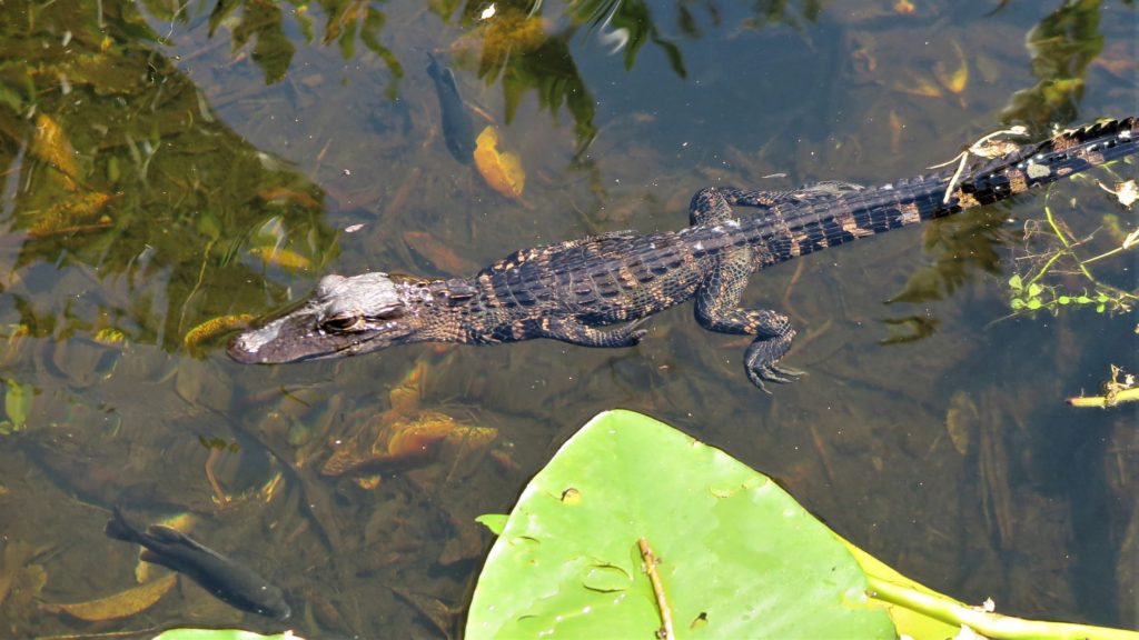 Baby Alligator in Everglades National Park