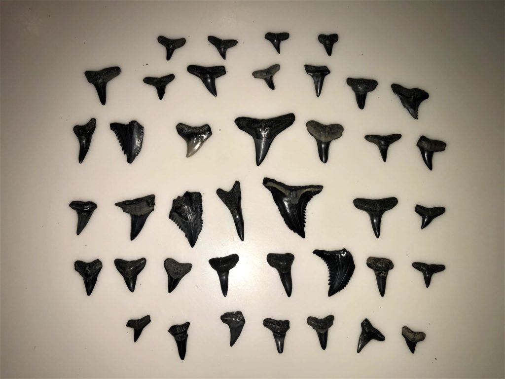 Sharks' Teeth that we found at the Peace River in Florida!