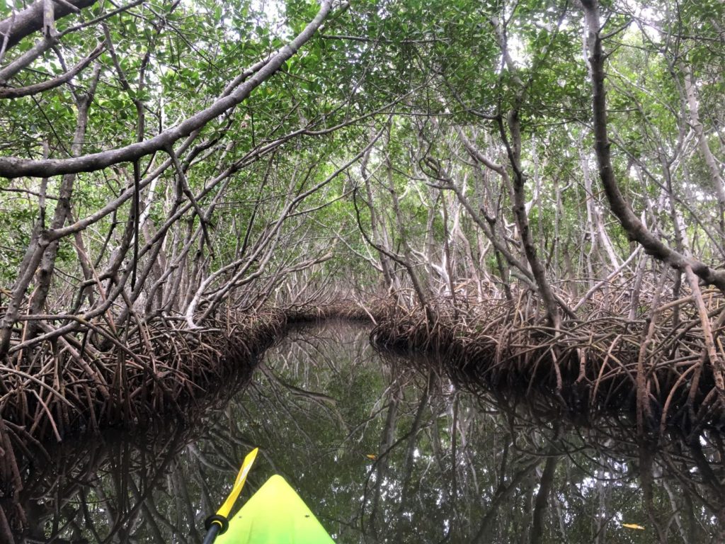 Mangrove Kayak Trail at Weedon Island, FL
