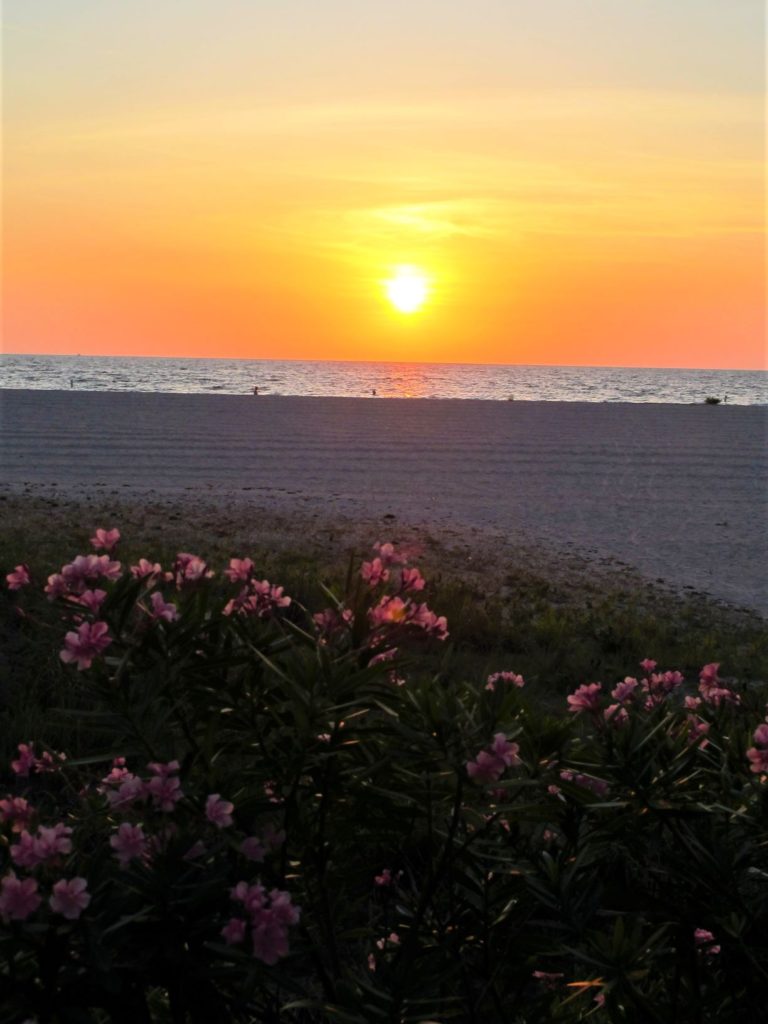 Beautiful sunset with pink flowers in the foreground at Sand Key Beach, Florida