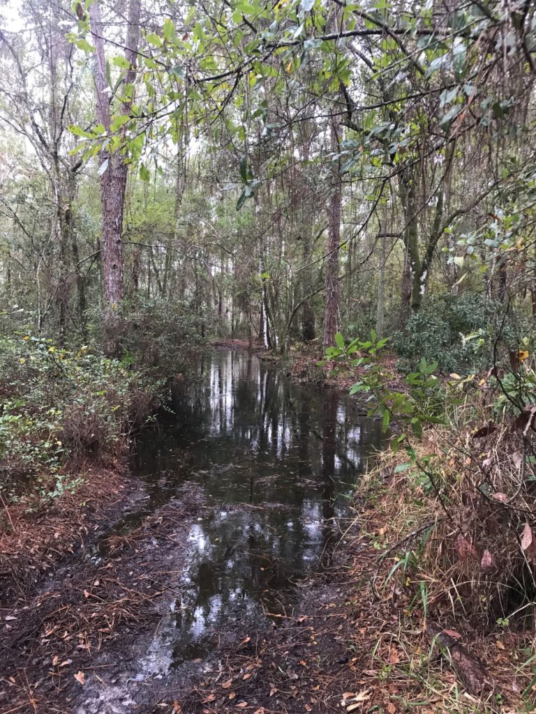 Brooker Creek Flooded Trail in Pinellas County, Florida