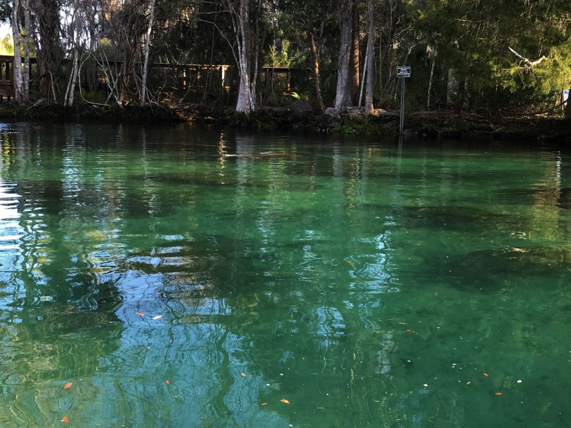 Where, When & How to Best See Manatees in Florida - 10 Traveling Feet