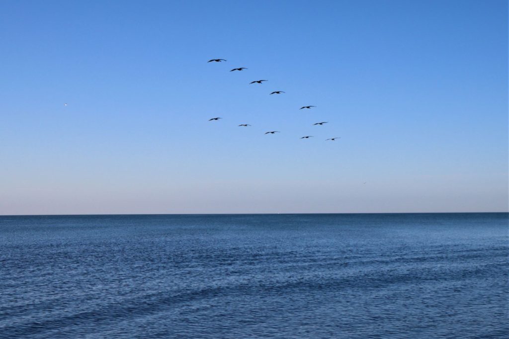 Pelicans flying in a V formation over the water - Caladesi Island, Florida