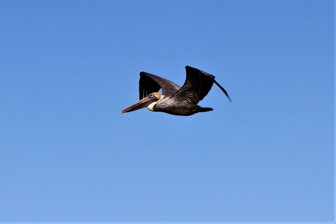 Caladesi Island: How to Walk Here From North Clearwater Beach - 10 ...