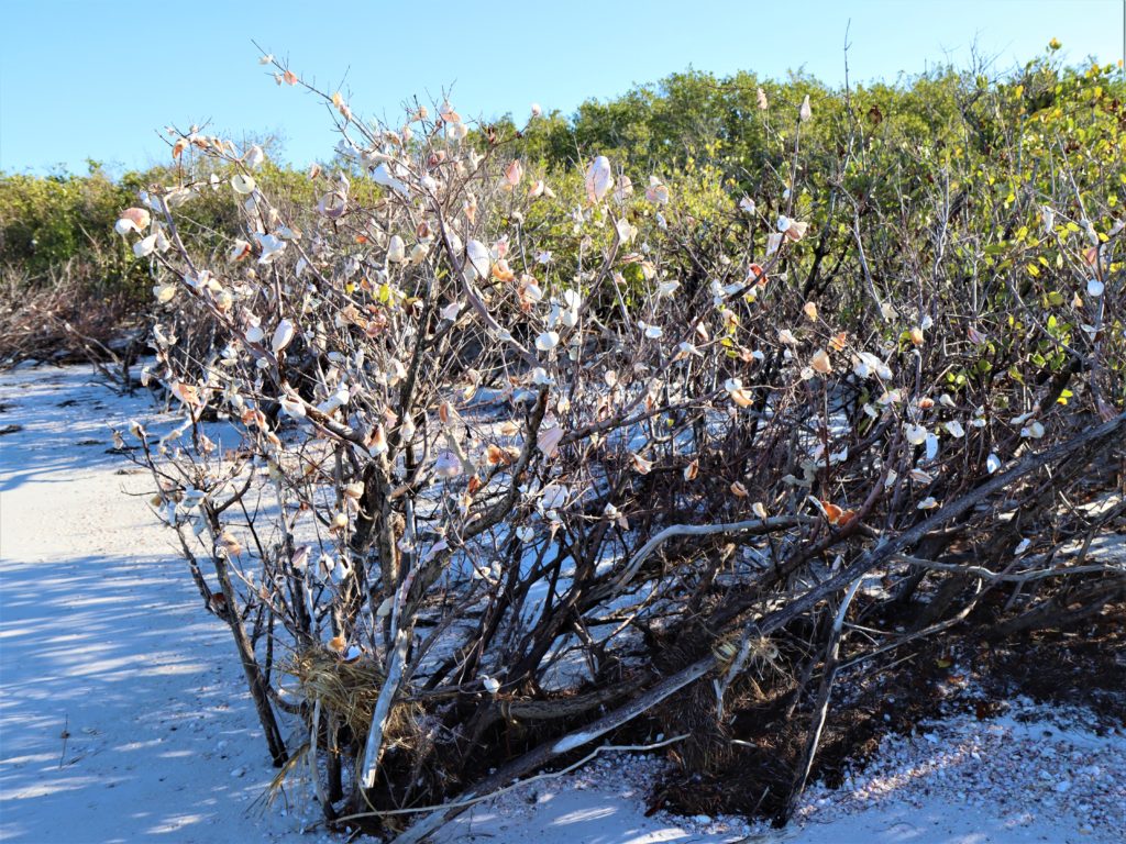 Shell Bush along the walk from Clearwater Beach to Caladesi Island in Florida