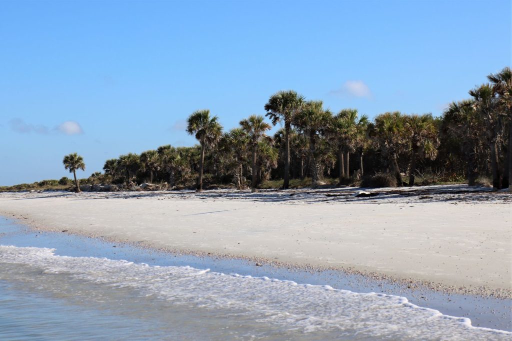 Palm Tree and Beach view of Gorgeous Caladesi Island, Florida
