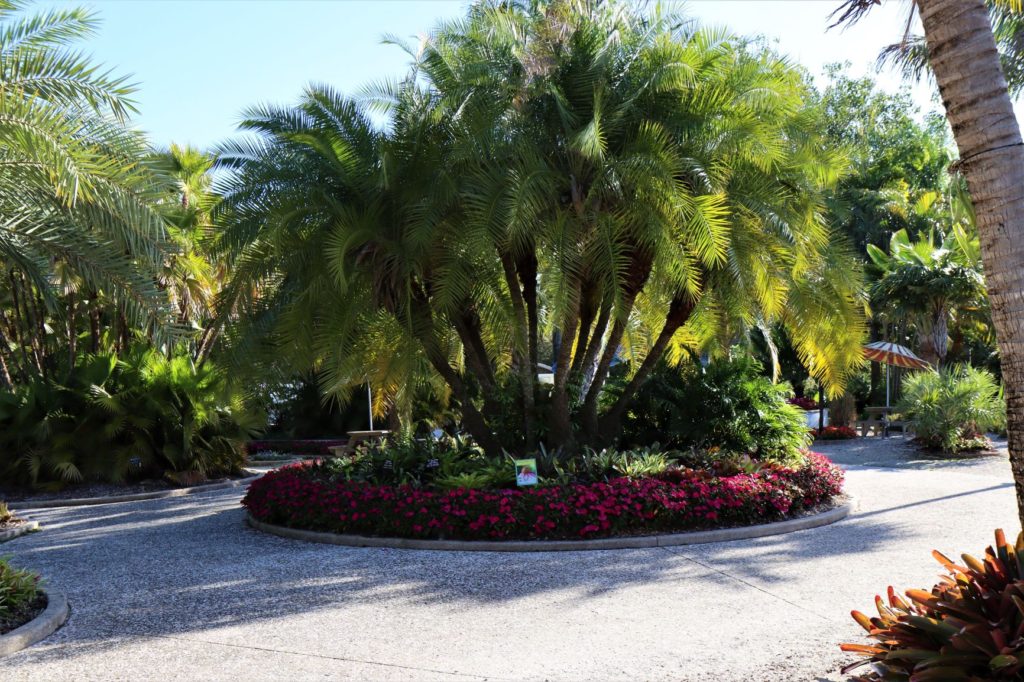 Florida Botanical Gardens - Palm Garden
