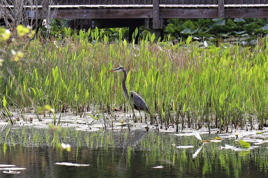 Bird wading in the water at Eagle Lake Park, Florida