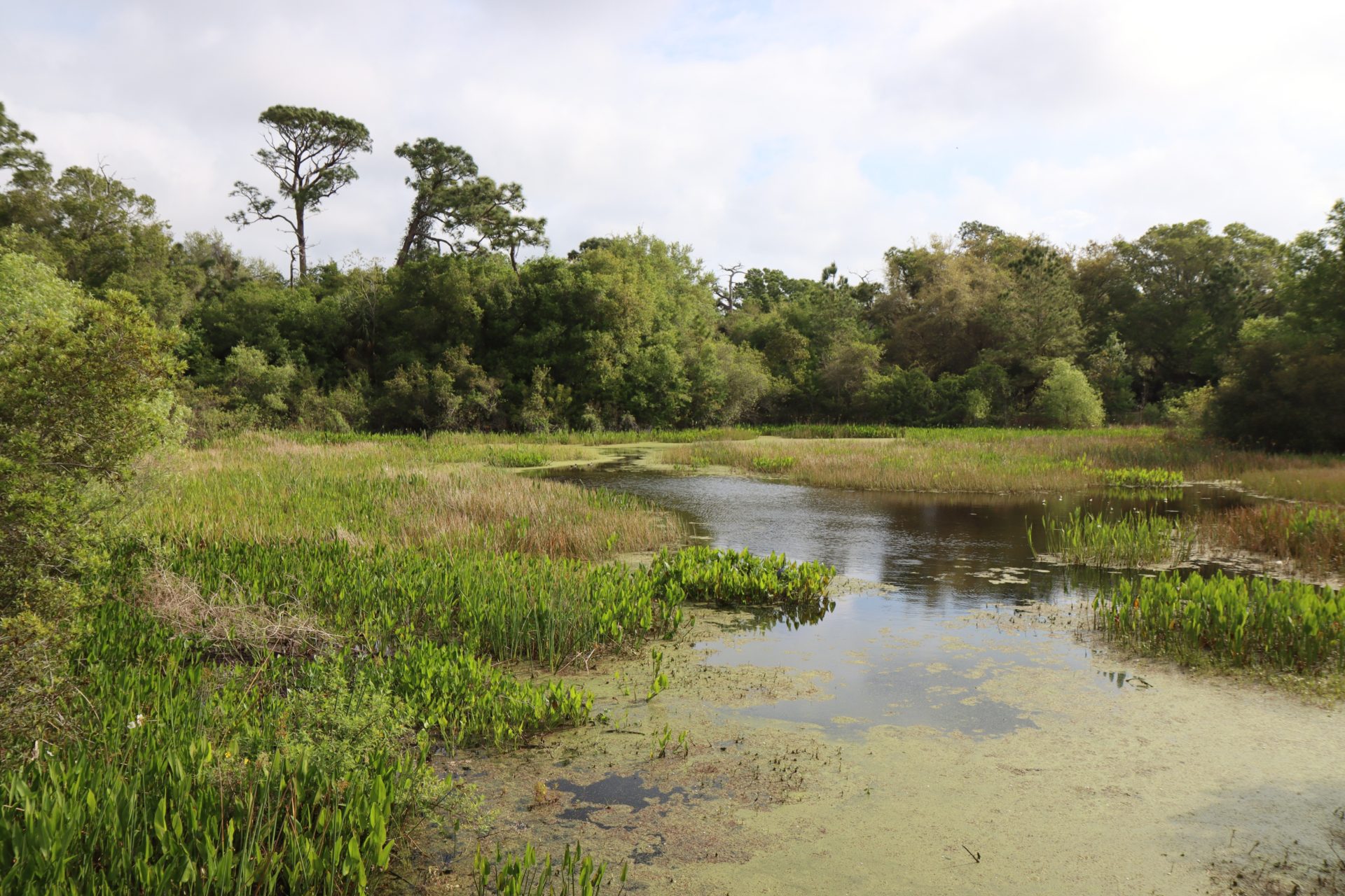 10 Fun Trails to Hike in Pinellas County, FL with Kids! - 10 Traveling Feet