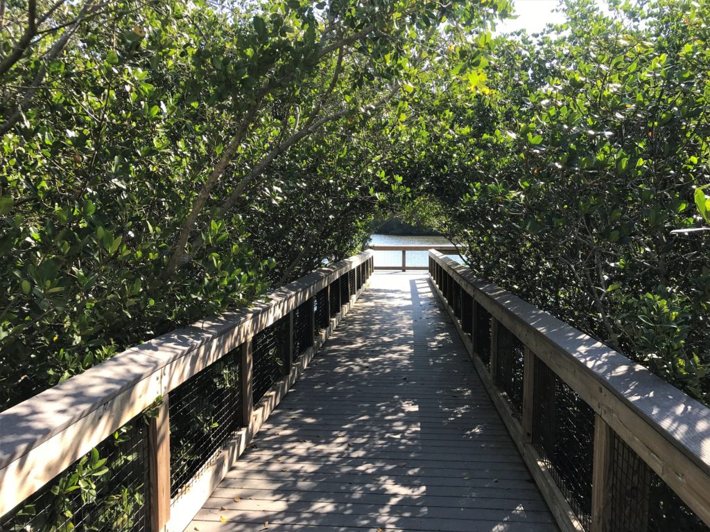 Wall Springs Mangrove Boardwalk to water view
