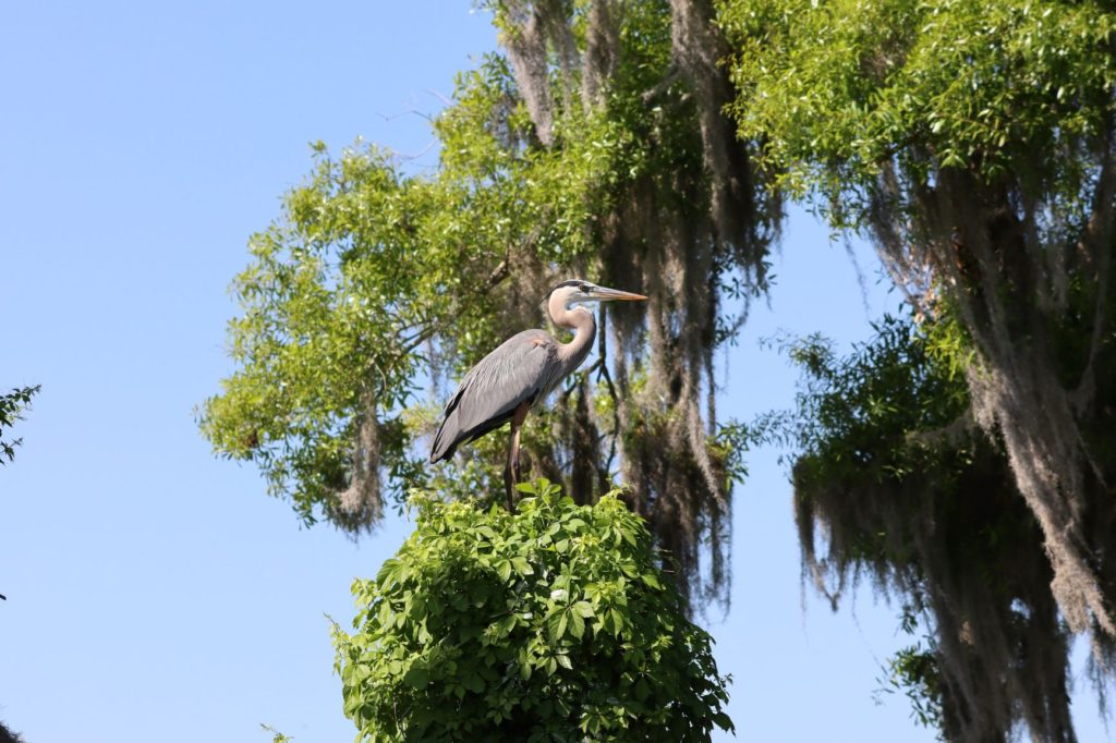Circle B Bar Reserve - Florida Bird Sitting in a Tree
