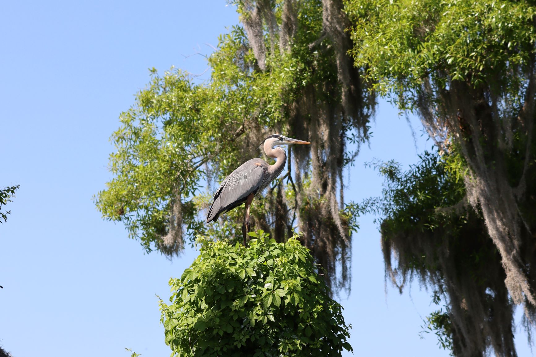 Alligator Alley Trail: A Spectacular Family Hike At Circle B Bar ...