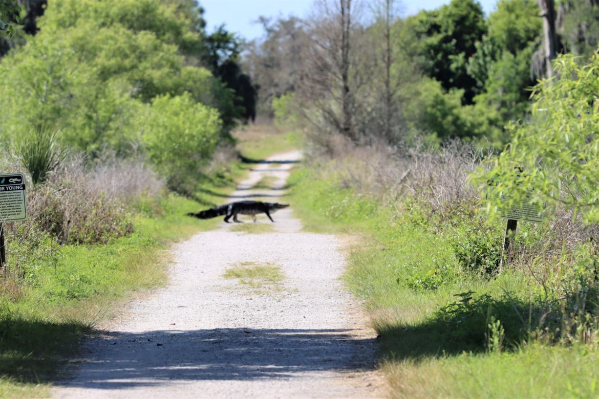 Alligator Alley Trail: A Spectacular Family Hike At Circle B Bar ...