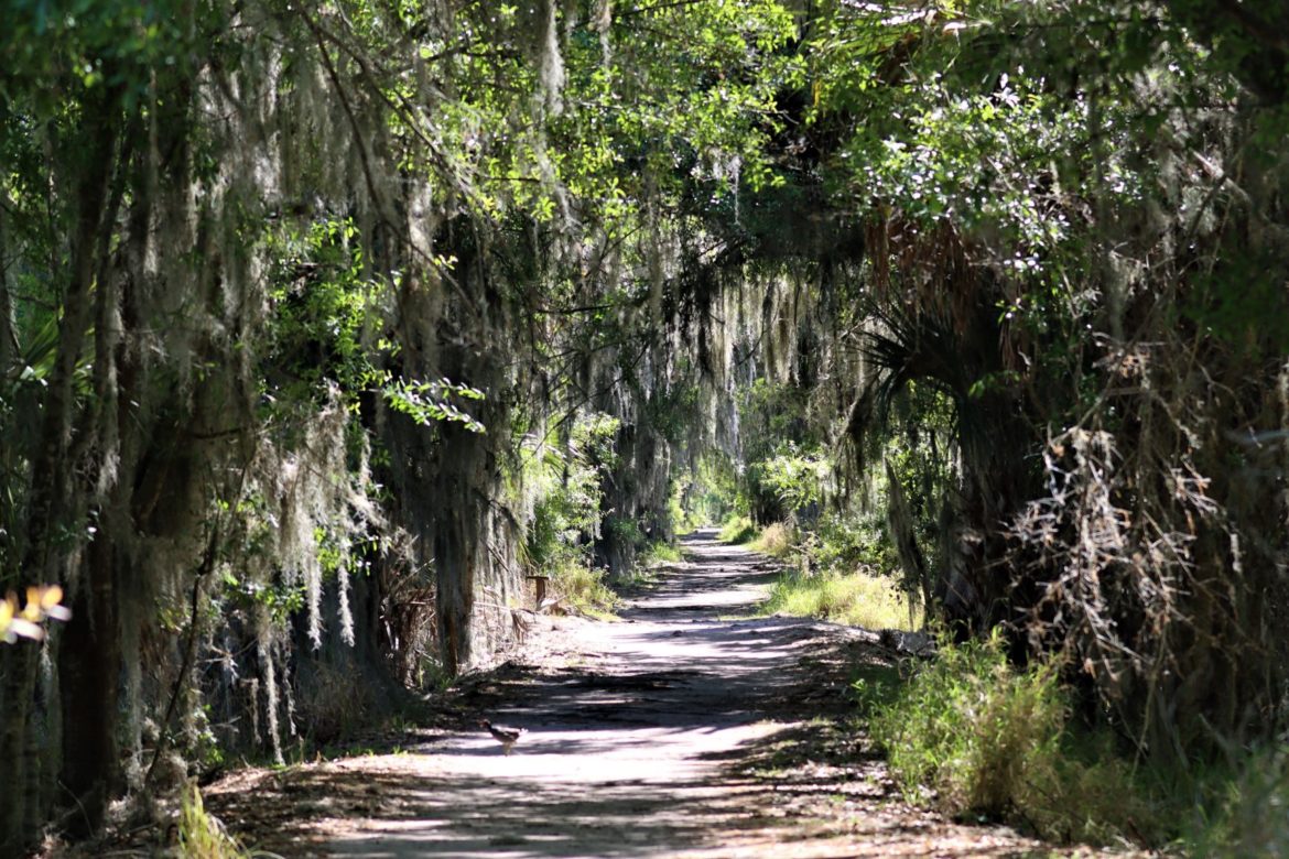 Alligator Alley Trail: A Spectacular Family Hike At Circle B Bar ...