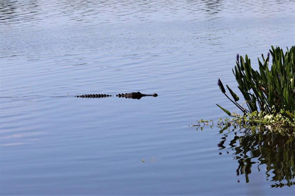 An Alligator in the water at Circle B Bar Reserve (Marsh Rabbit Run) - Florida