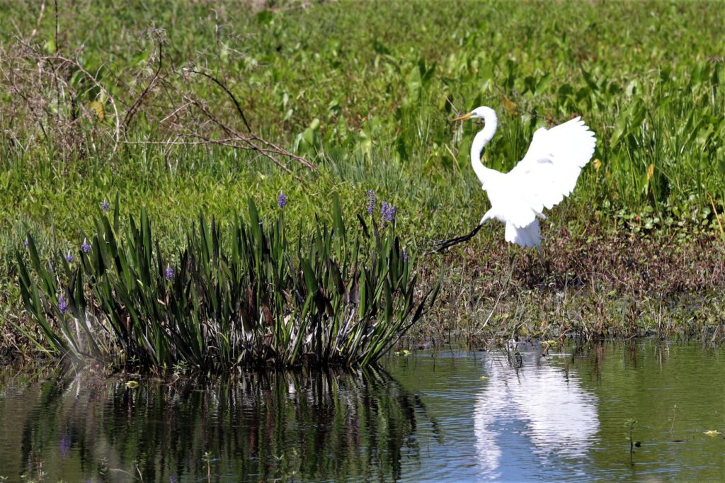 A White Egret Landing near purple flowers by the water at Circle B Bar Reserve (Wading Bird Way Trail) - Florida