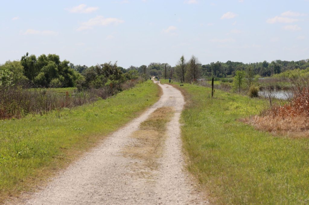 An exposed dirt path at Circle B Bar Reserve (Wading Bird Way Trail) - Florida