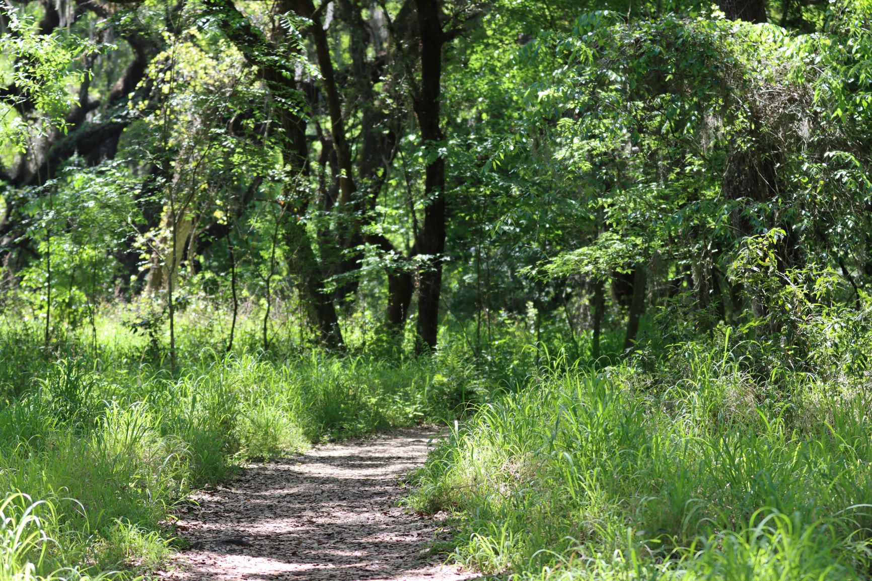 Alligator Alley Trail: A Spectacular Family Hike At Circle B Bar ...