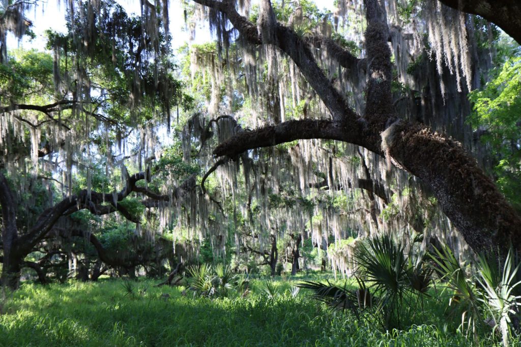 Lots of Beautiful Spanish Moss Hanging off the Trees at Circle B Bar Reserve (Shady Oak Trail) - Florida