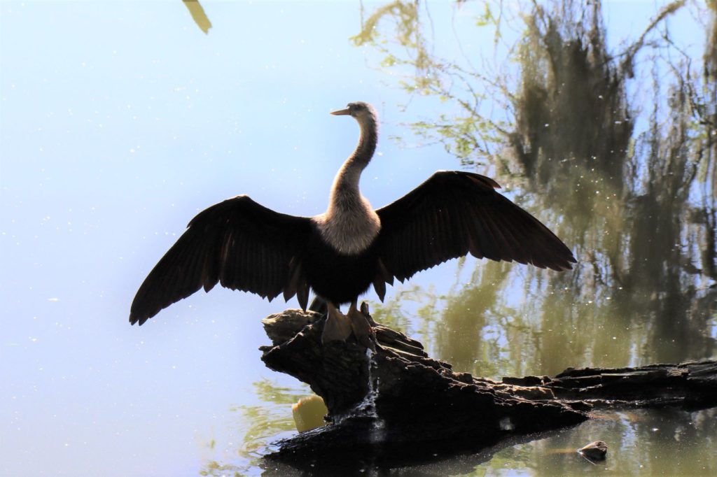 A Bird Drying its Wings at Alligator Alley Trail (Circle B Bar Reserve) - Florida