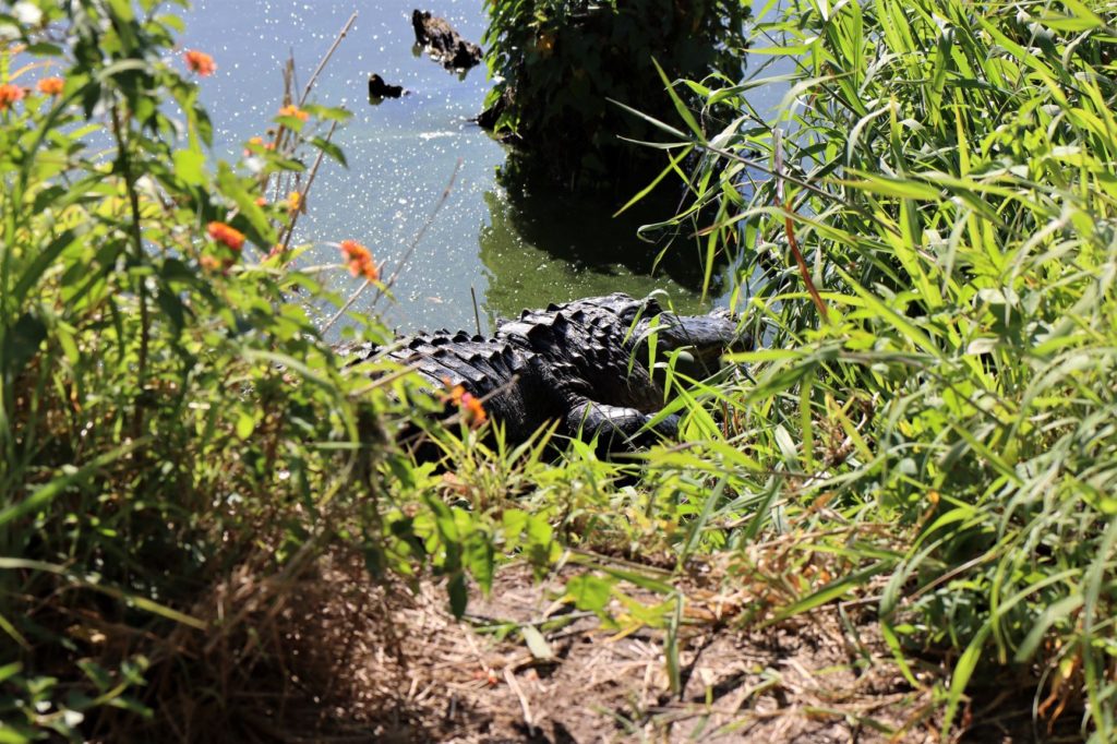 An Alligator along the path at Circle B Bar Reserve (Alligator Alley Trail) - Florida