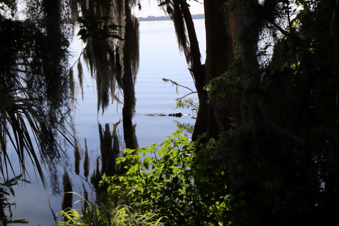 Alligator Alley Trail: A Spectacular Family Hike At Circle B Bar ...