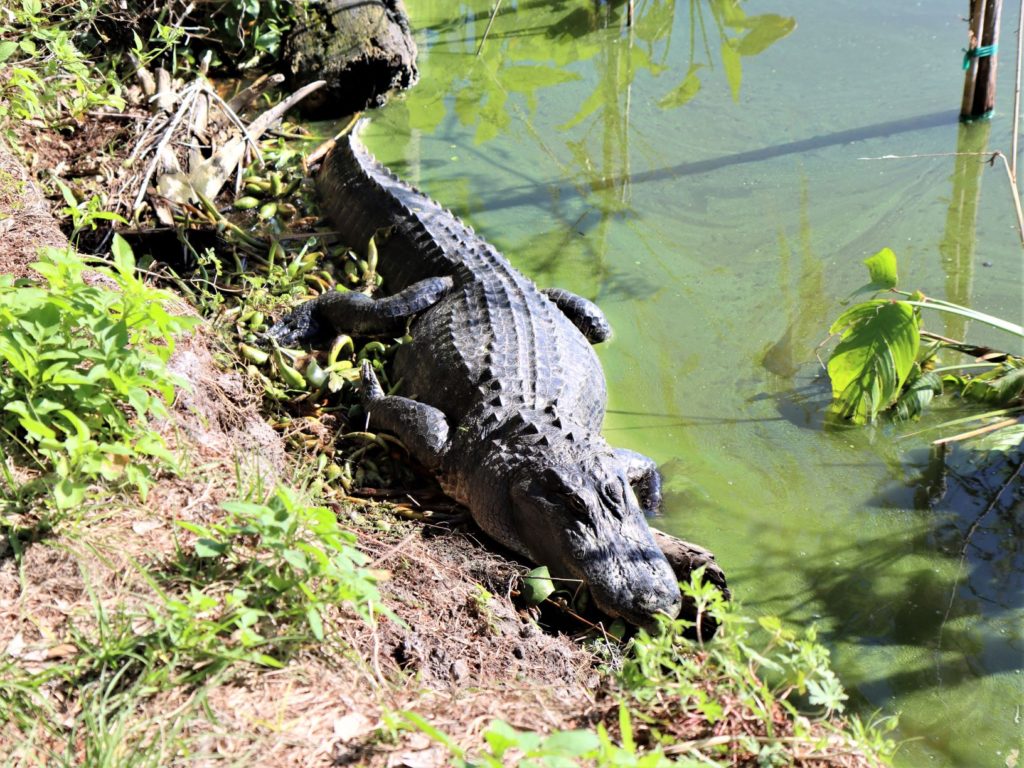 A Large Alligator Sitting Beside the Trail at Alligator Alley Trail (Circle B Bar Reserve) - Florida