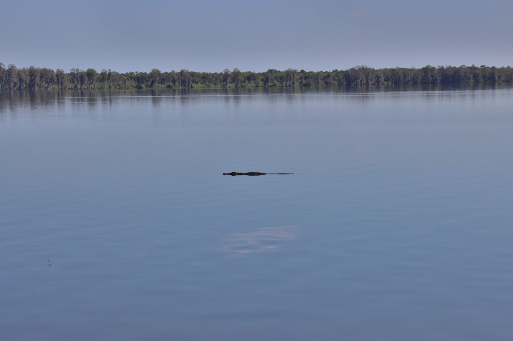 An Alligator Swimming in the Water at Alligator Alley Trail (Circle B Bar Reserve) - Florida