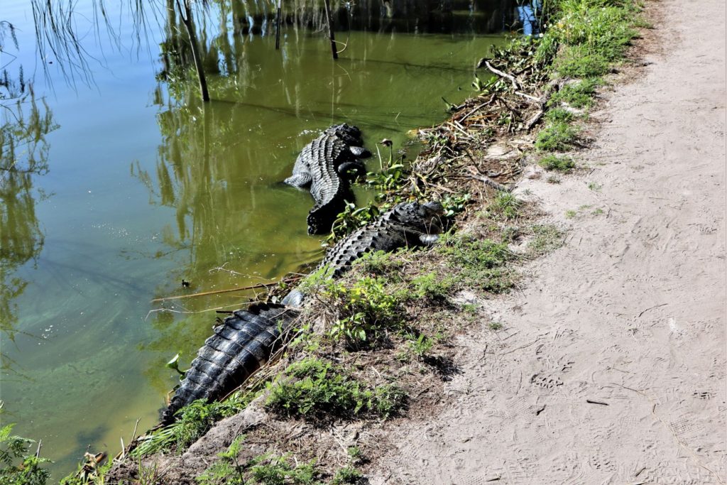 Alligators along the walking path - Circle B Bar Reserve (Alligator Alley Trail) - Florida