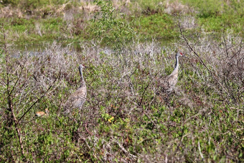 Florida Sand Hill Cranes at Circle B Bar Reserve, Florida