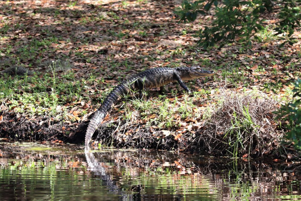 Alligator walking at John Chestnut Park, Florida