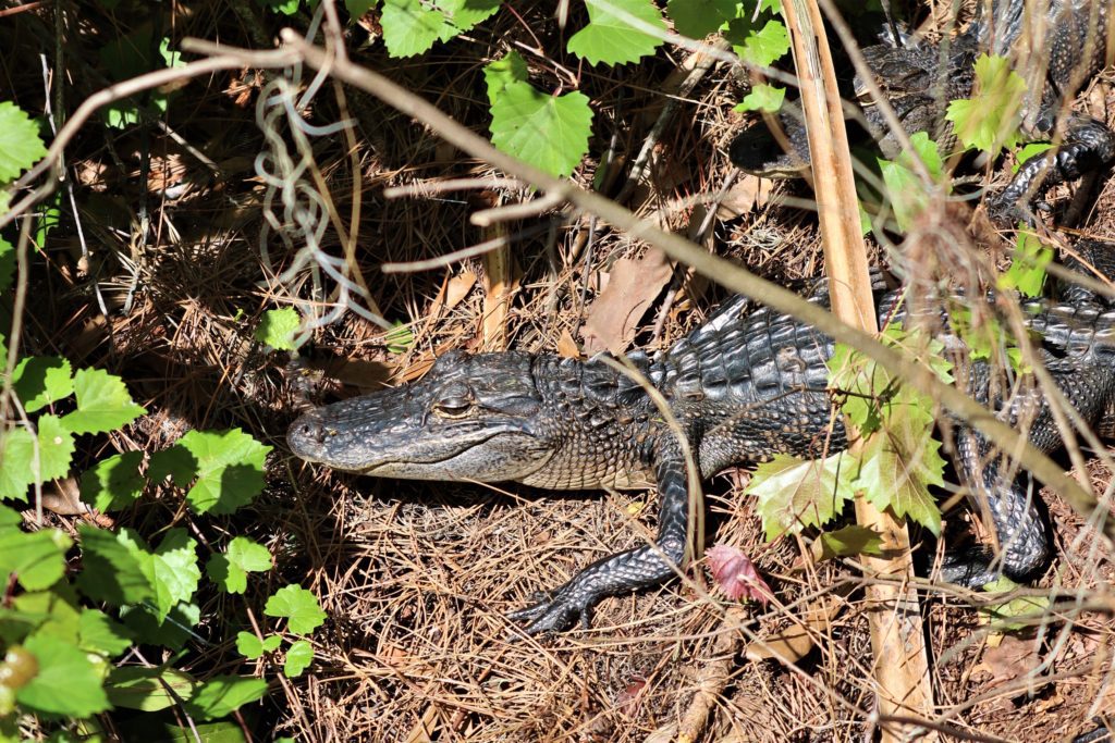 Alligator at John Chestnut Park, Florida