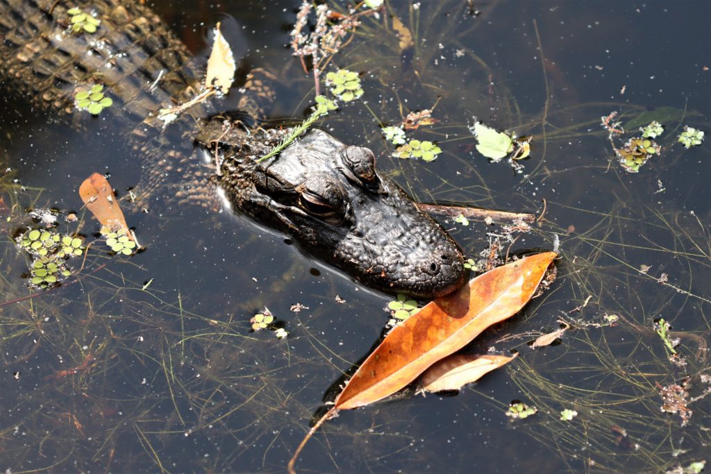 Alligator at John Chestnut Park, Florida