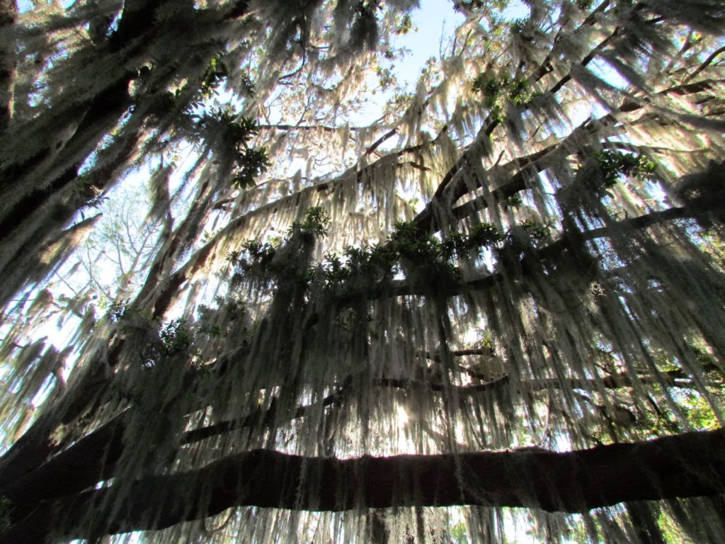 Light Shining Through the Spanish Moss at Circle B Bar Reserve (Shady Oak Trail) - Florida