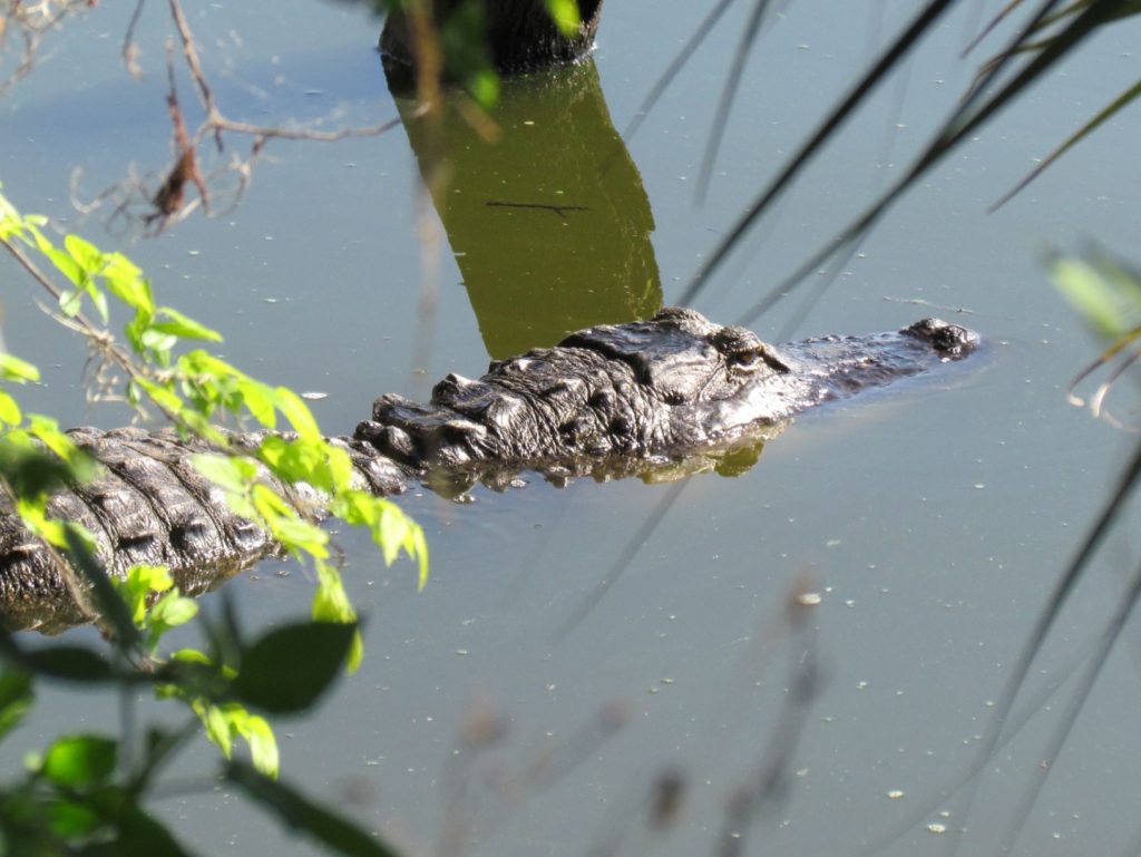 An Alligator in the water at Circle B Bar Reserve (Alligator Alley Trail) - Florida