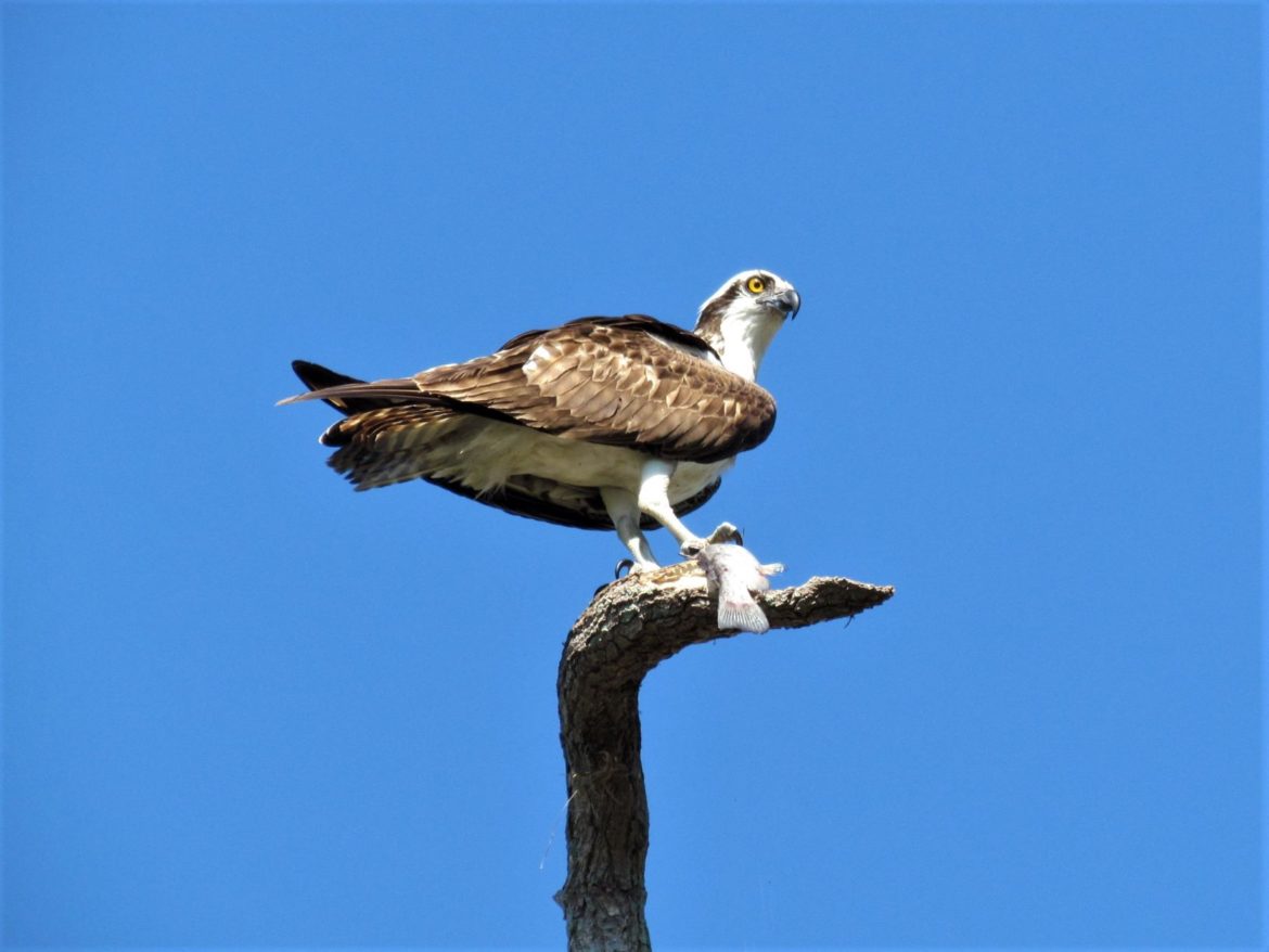 Alligator Alley Trail: A Spectacular Family Hike at Circle B Bar ...