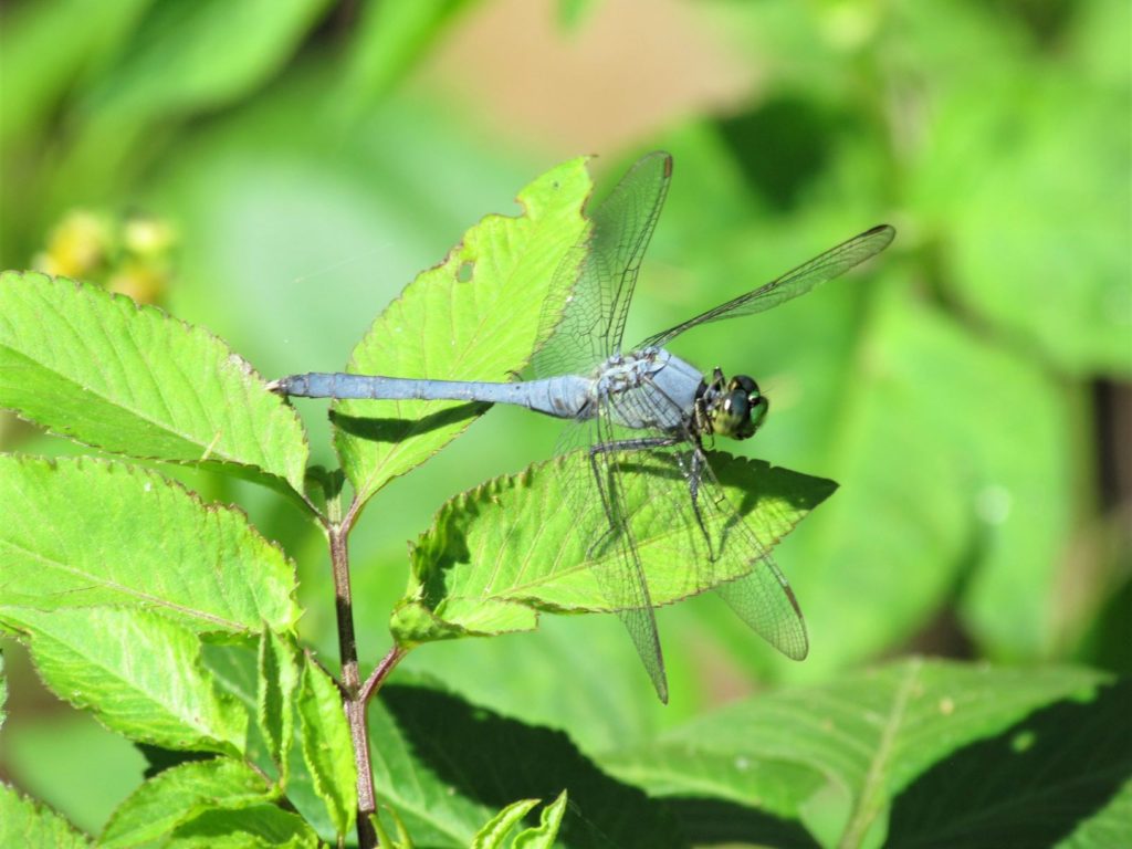 A close-up of a Dragonfly - Circle B Bar Reserve - Florida