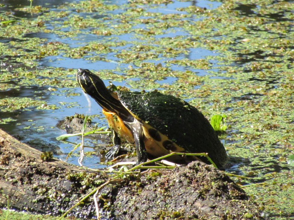 A Turtle coming out of the water - Circle B Bar Reserve (Alligator Alley Trail) - Florida