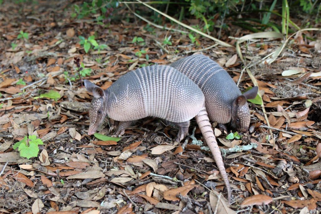 2 armadillos at Bok Tower Gardens - Florida