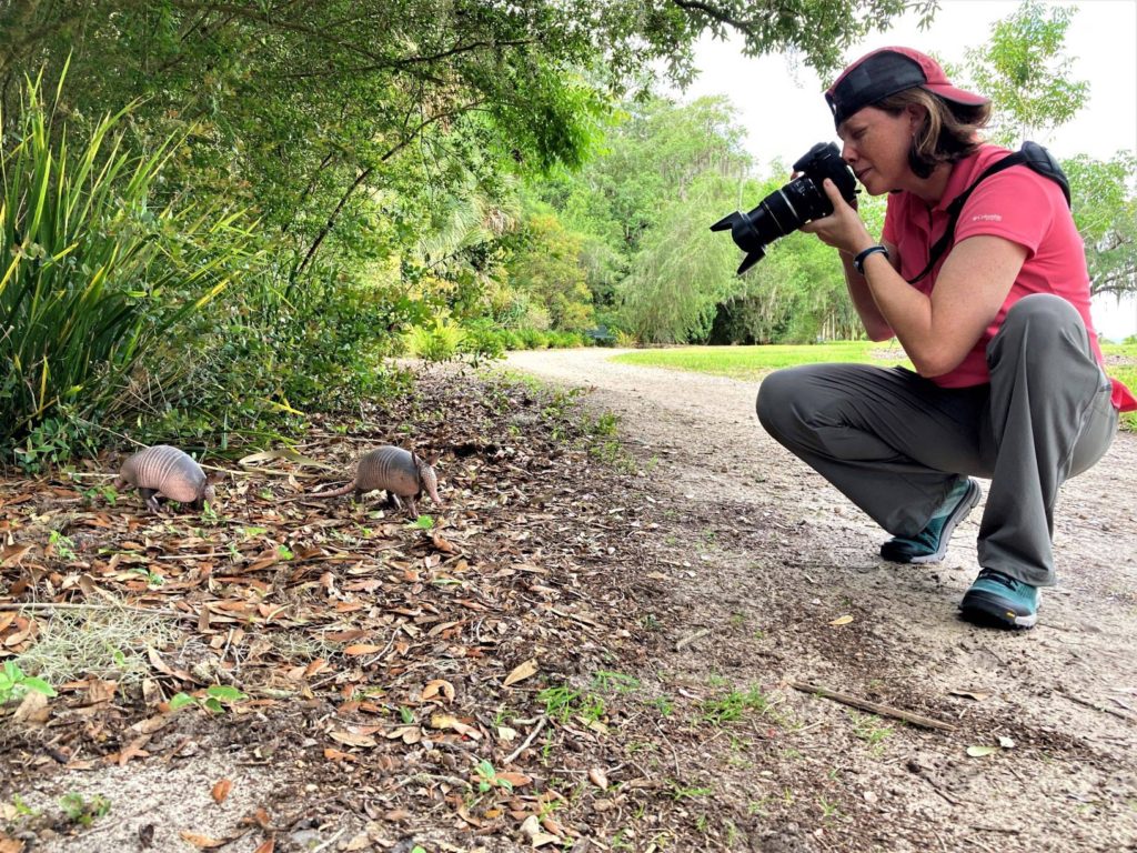 Photographing 2 armadillos along the path - Bok Tower Gardens - Florida