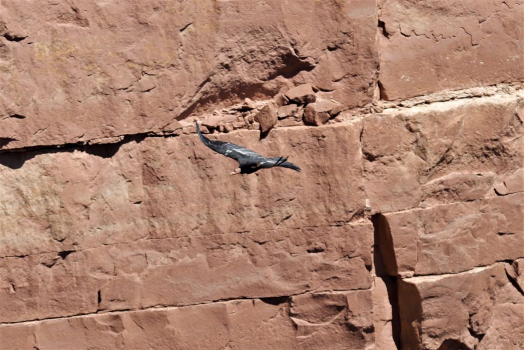 California Condor flying at Navajo Bridge in Utah