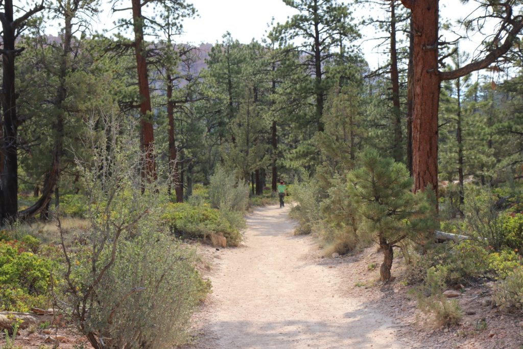 Wooded section of the trail between Queens Garden Loop and Peek-a-boo Trail - Bryce Canyon, Utah