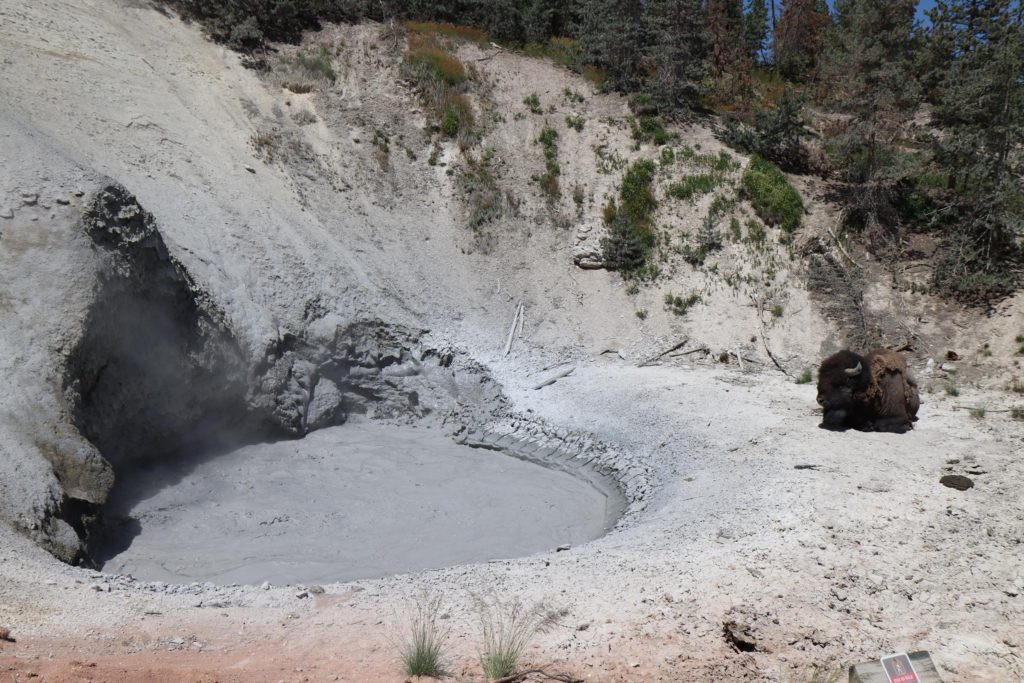 A bison sitting next to a mud pot at Mud Volcano Area - Yellowstone, Wyoming