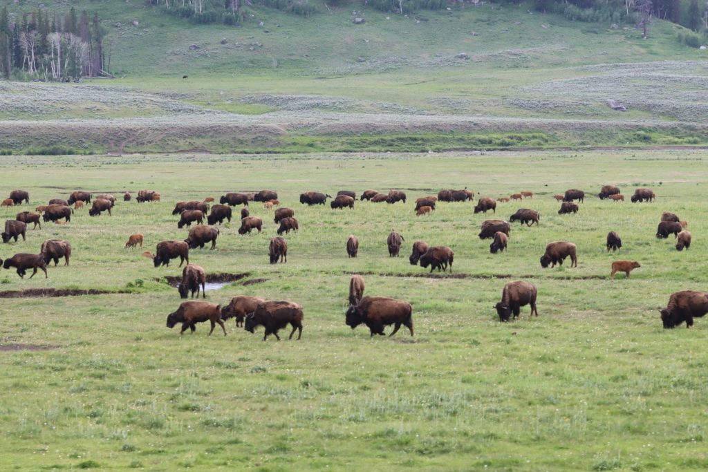 Herds of Bison- Yellowstone, Wyoming