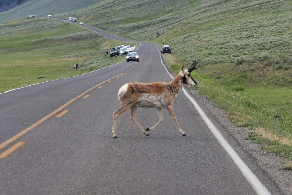 pronghorn crossing the road - yellowstone, wyoming